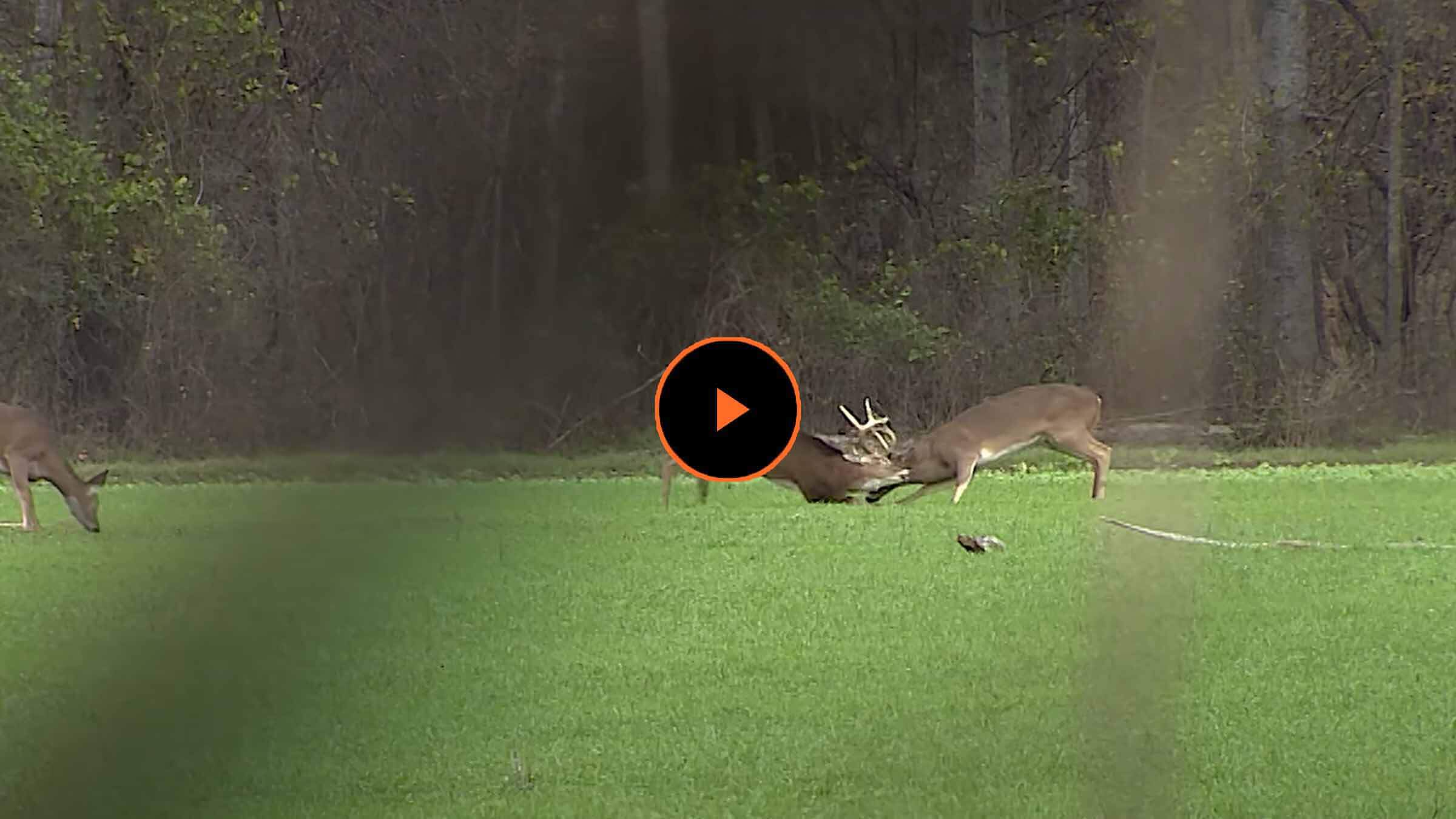Whitetail shop deer calls